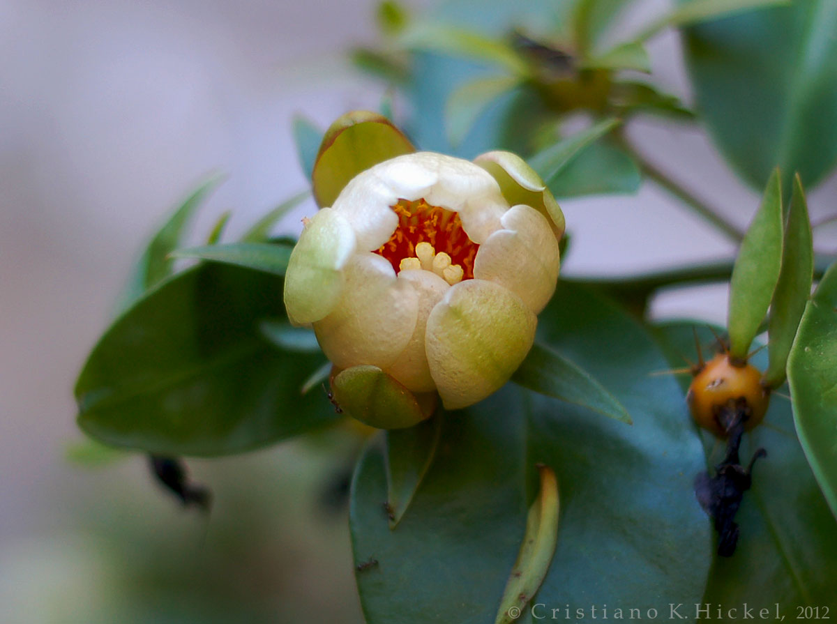 Ora-pro-nobis: a flor de um único dia | Minifúndio de varanda